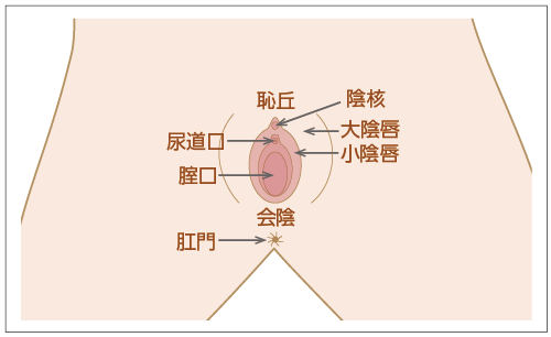 図１　外陰部の構造の図